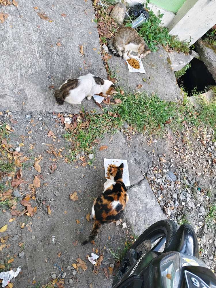 Image uploaded by Kinan
