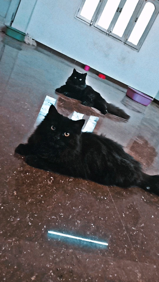 GIF uploaded by Raki