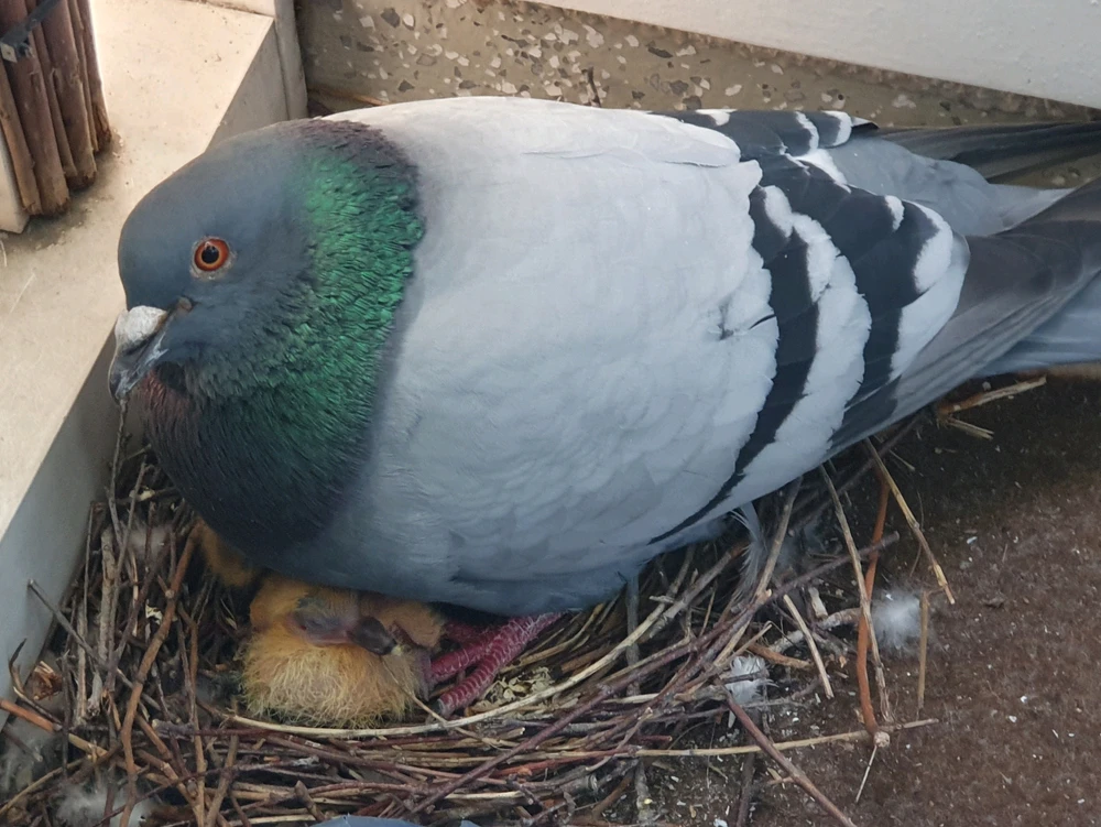 GIF hochgeladen von Marius