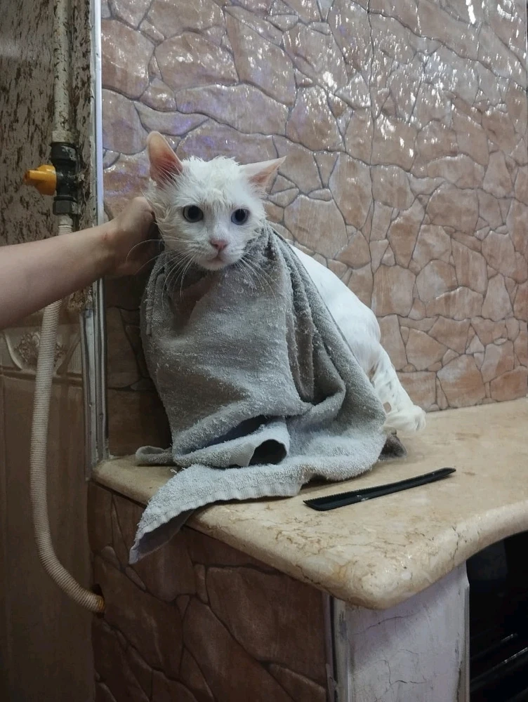 GIF uploaded by Kun iheb