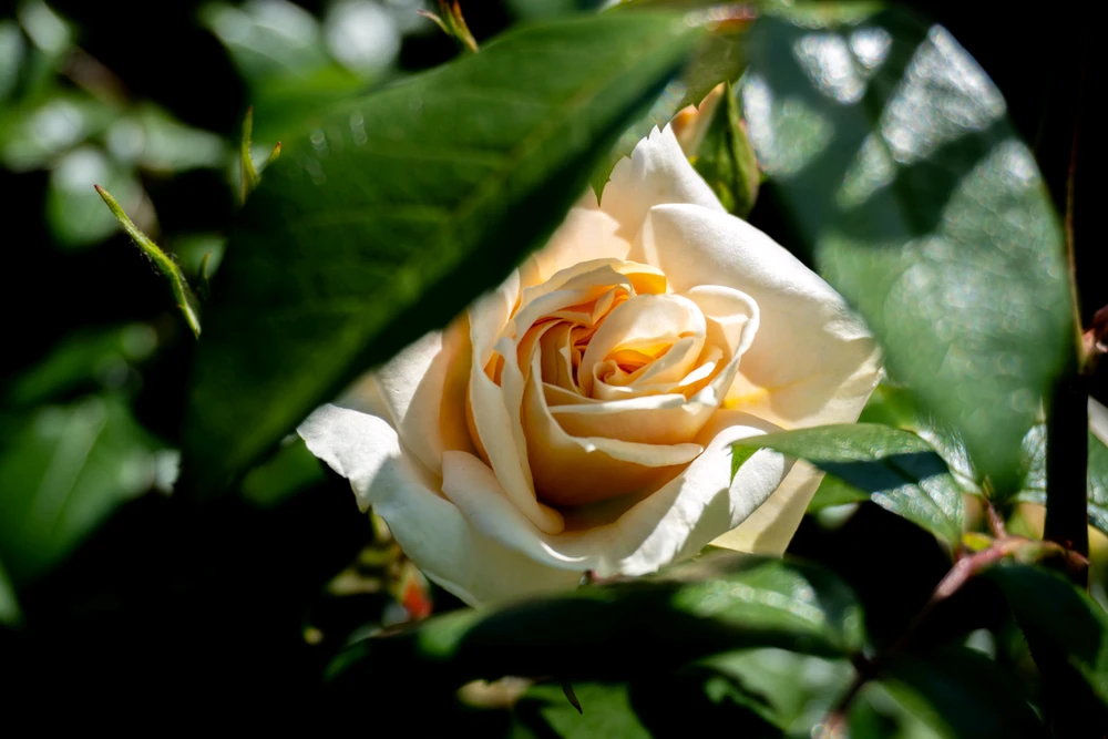 GIF uploaded by Varun Kachhwaha