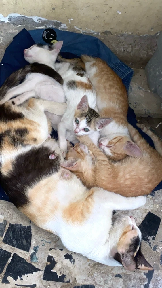 Image uploaded by Tayoobi
