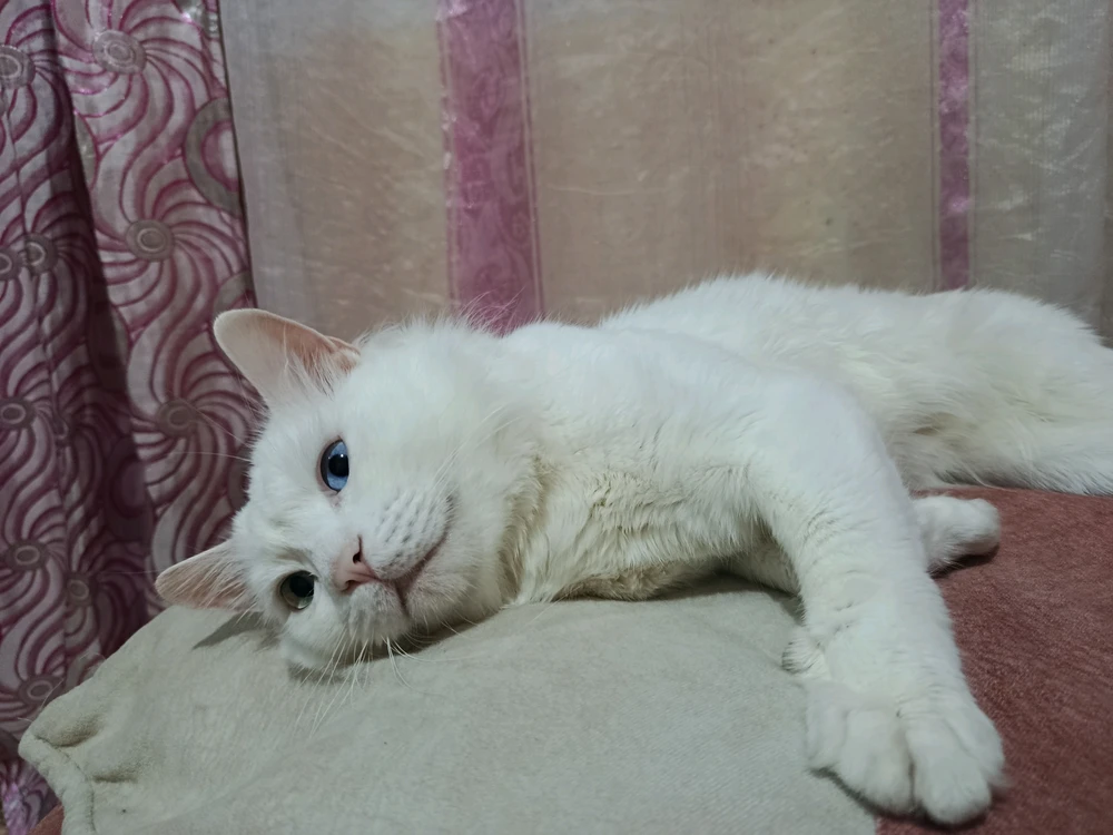 GIF uploaded by Kun iheb