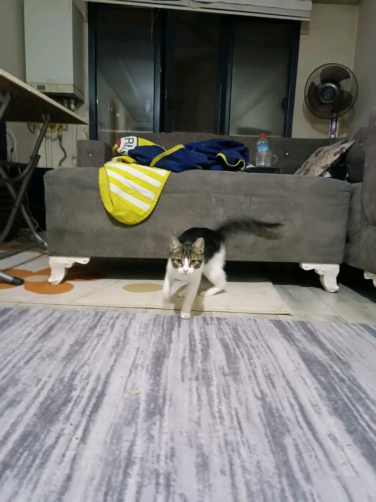 Furkan tarafından yüklenen GIF