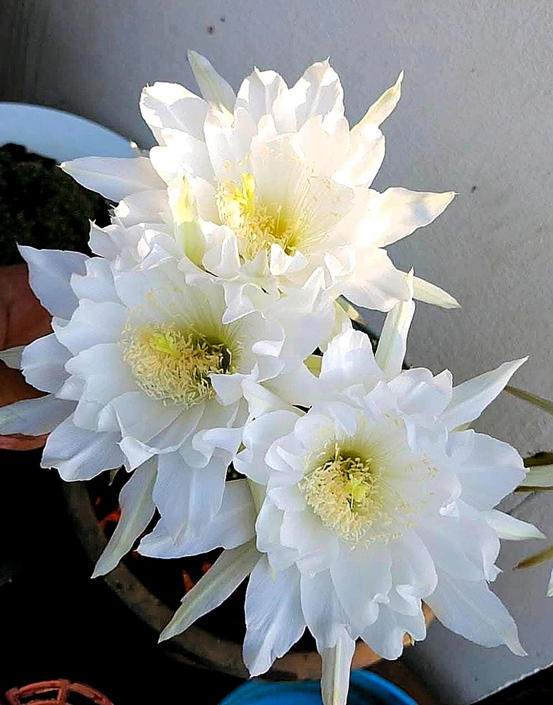 Image uploaded by Rak