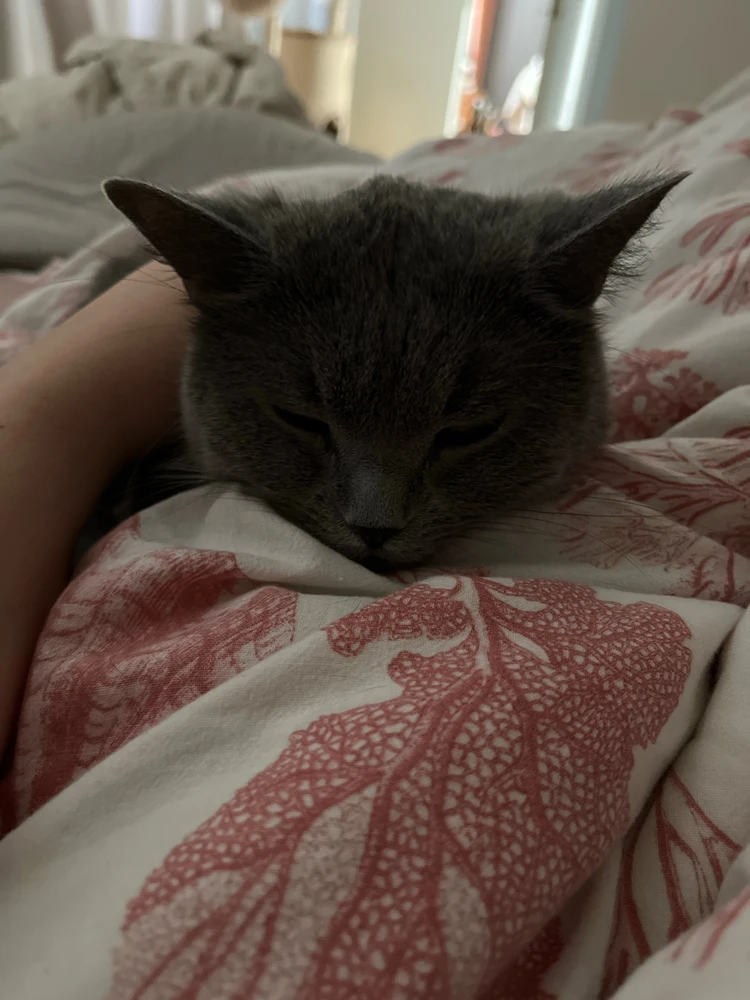 GIF uploaded by Tilda