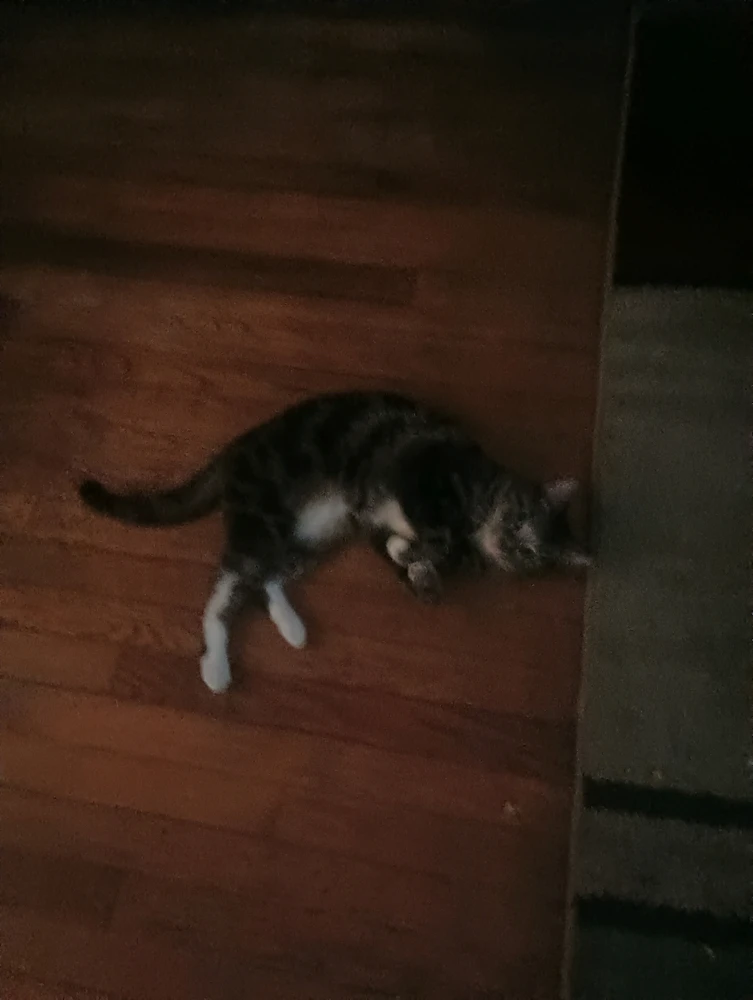 GIF uploaded by Thomas