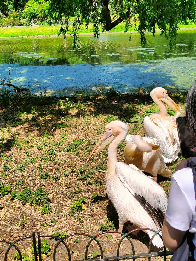 Image uploaded by Simi