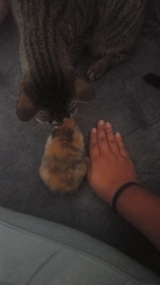 GIF subido por Quintero