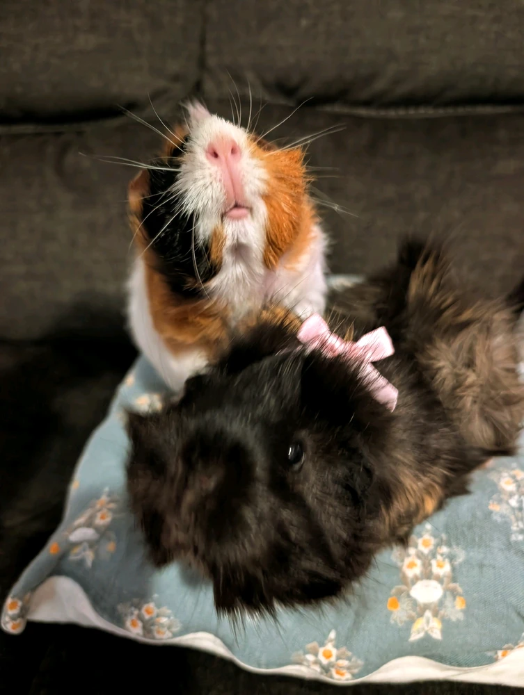 GIF uploaded by taylor