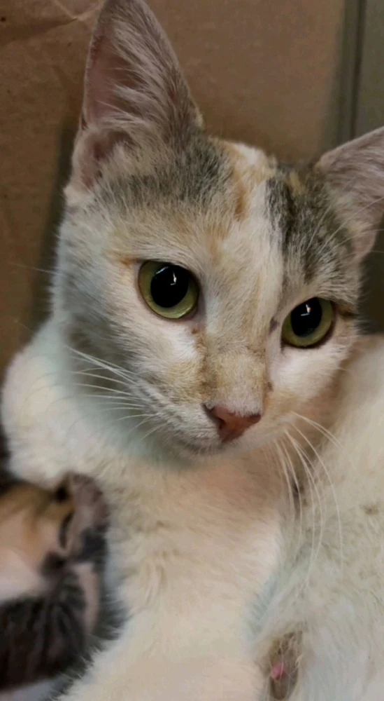 GIF uploaded by Kimaya