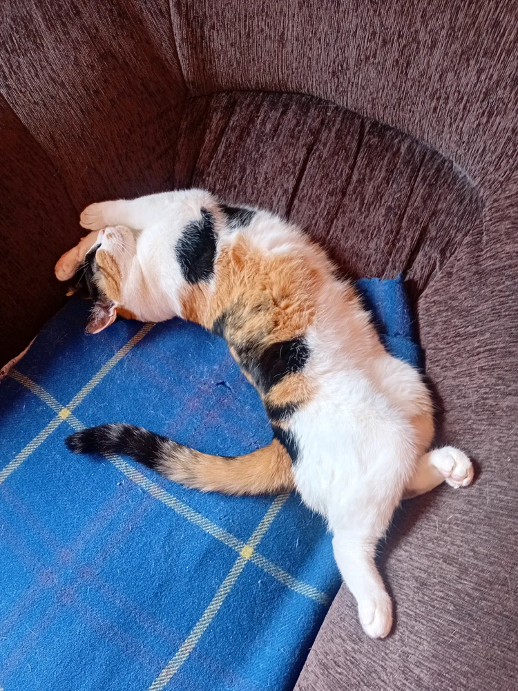 GIF uploaded by Korin