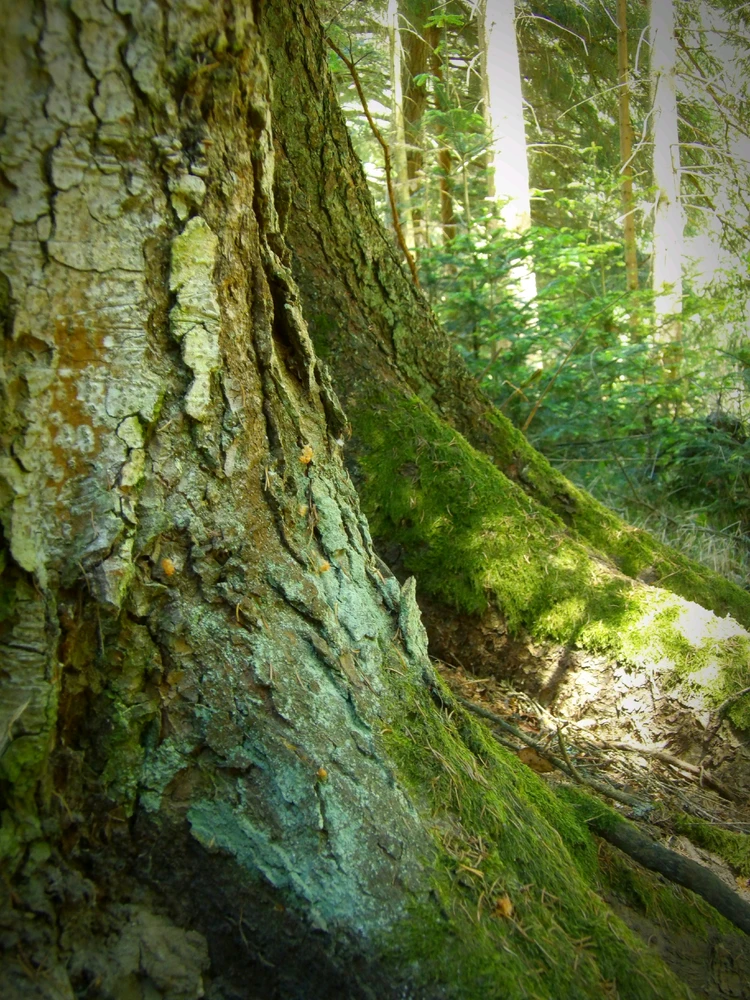 Image uploaded by Frey