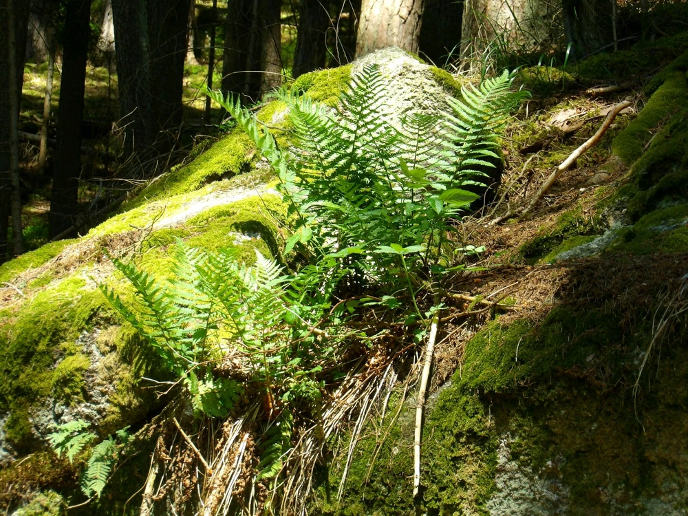 Image uploaded by Frey