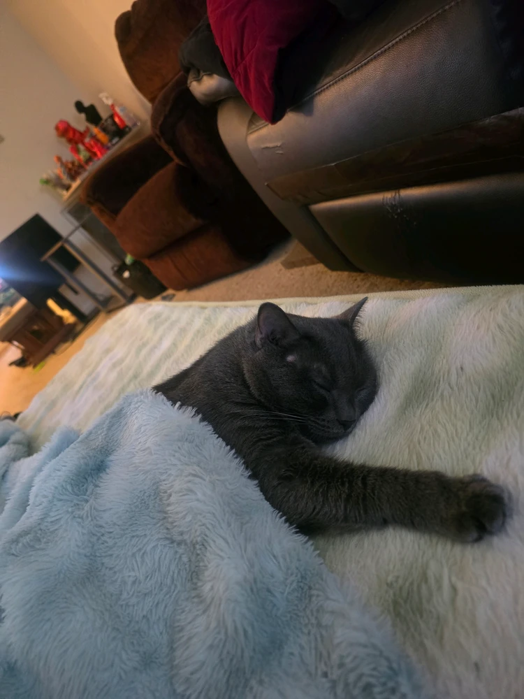 GIF uploaded by Matt cancilla