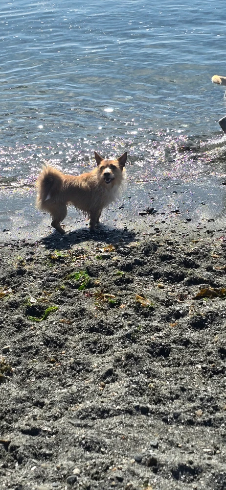 Ginger the dog enjoying water at Edmonds Off Leash Area