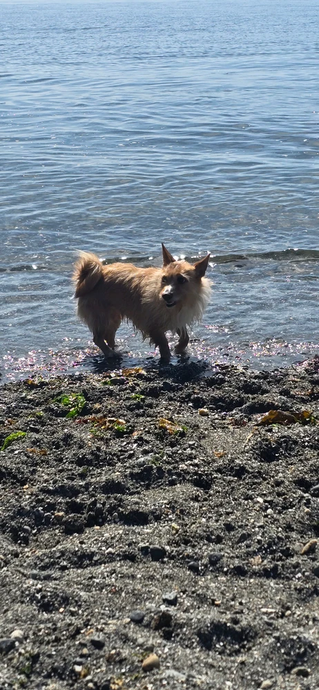 Ginger the dog enjoying water at Edmonds Off Leash Area