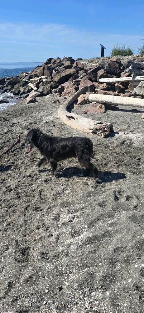 Buddy the dog enjoying the beach at Edmonds Off Leash Area