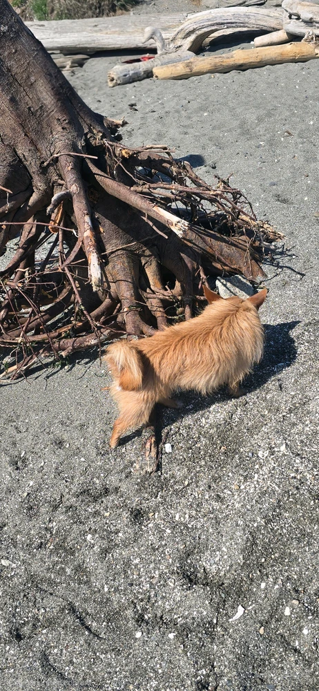 Ginger the dog enjoying the beach at Edmonds Off Leash Area