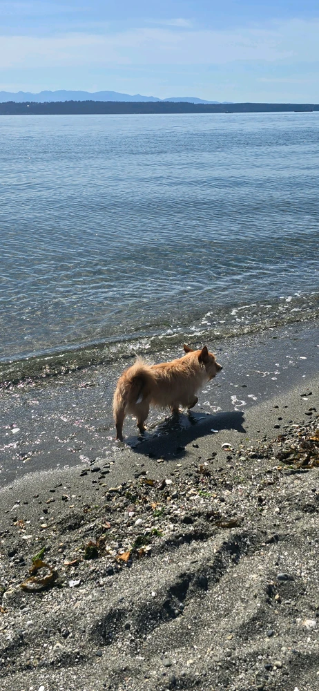 Ginger the dog enjoying water at Edmonds Off Leash Area