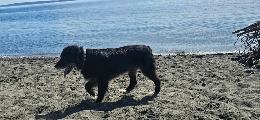 Buddy the dog enjoying water at Edmonds Off Leash Area