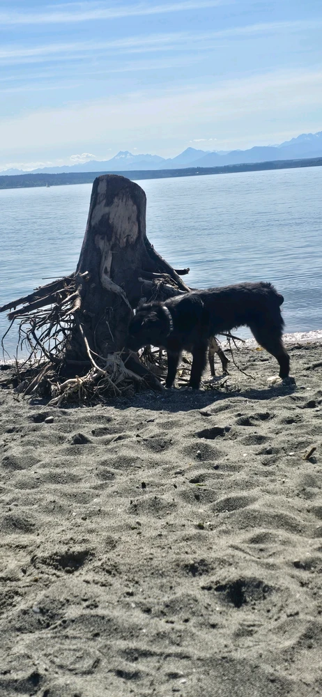 Buddy the dog enjoying water at Edmonds Off Leash Area