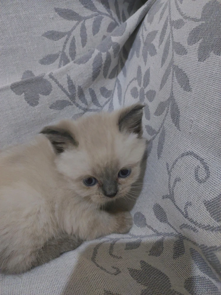 Mehmet tarafından yüklenen GIF