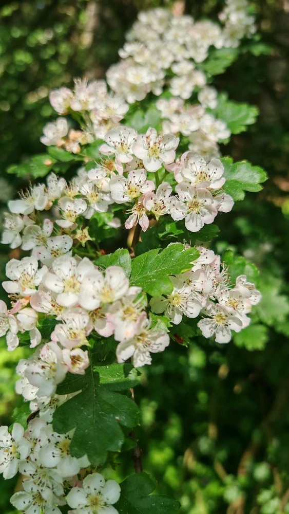 Image uploaded by Adam