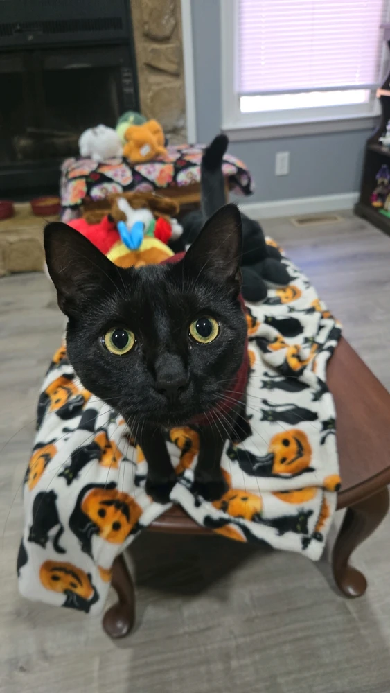 Image uploaded by Emmythegoober