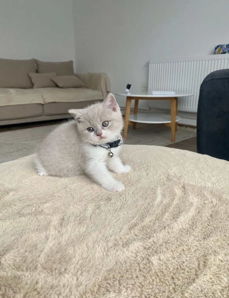 GIF încărcat de Gabi