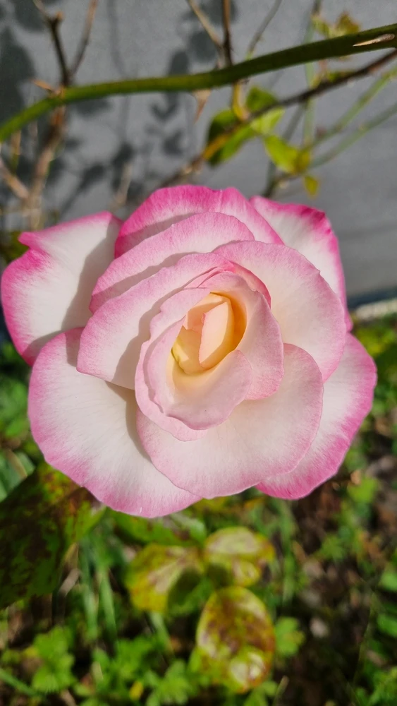 GIF uploaded by Polly