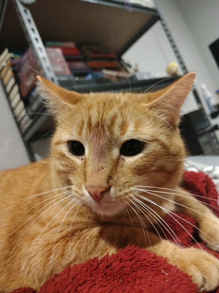 Tango