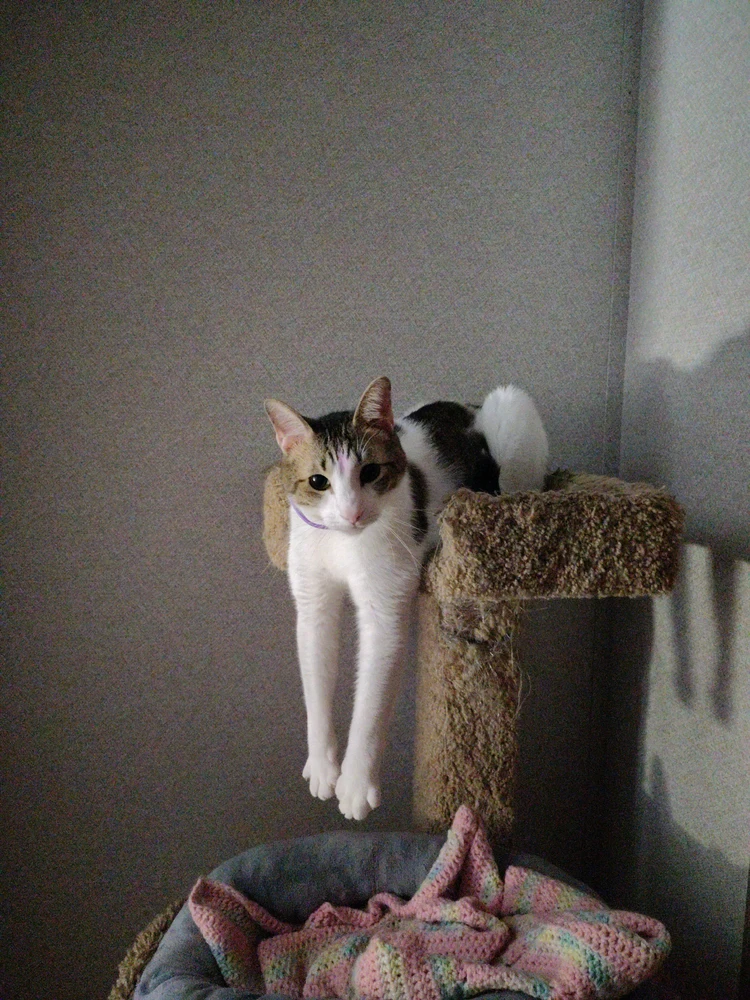 Mickey