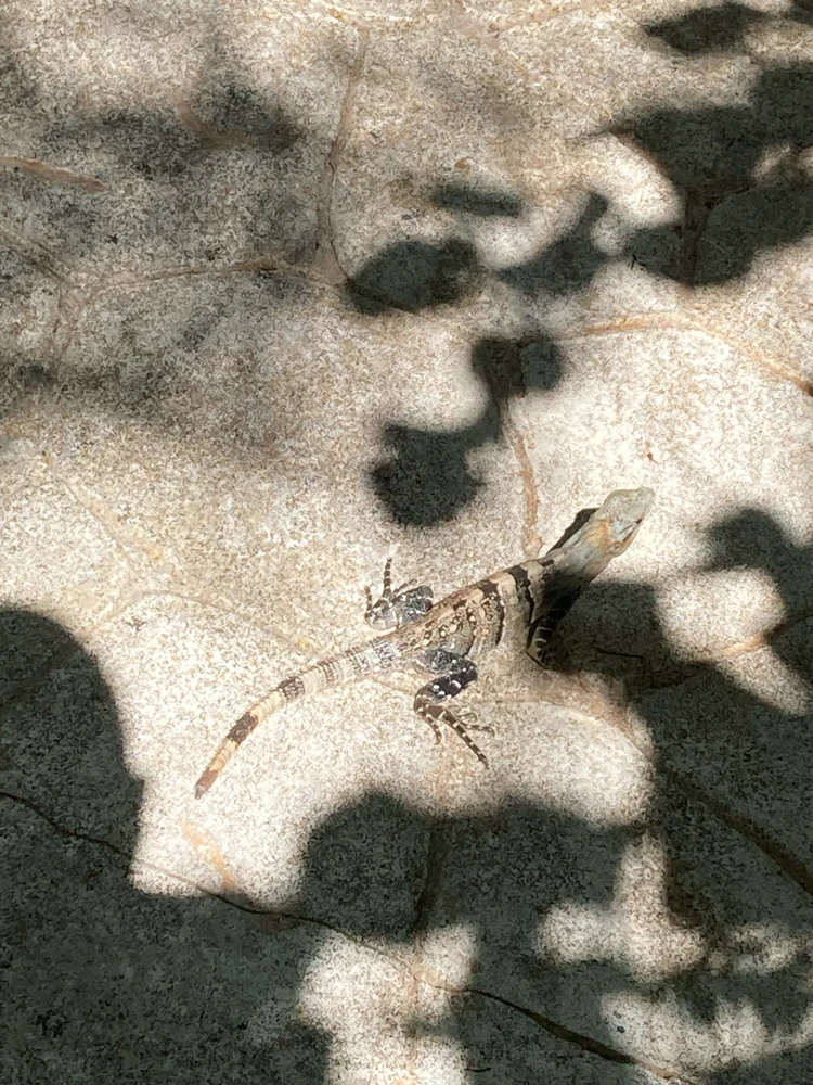 Image uploaded by Vi
