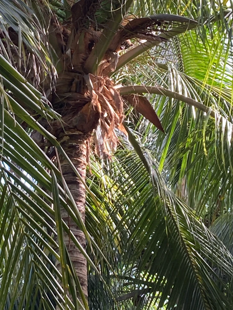 Image uploaded by Vi