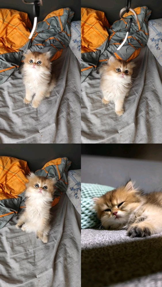 CAN tarafından yüklenen GIF
