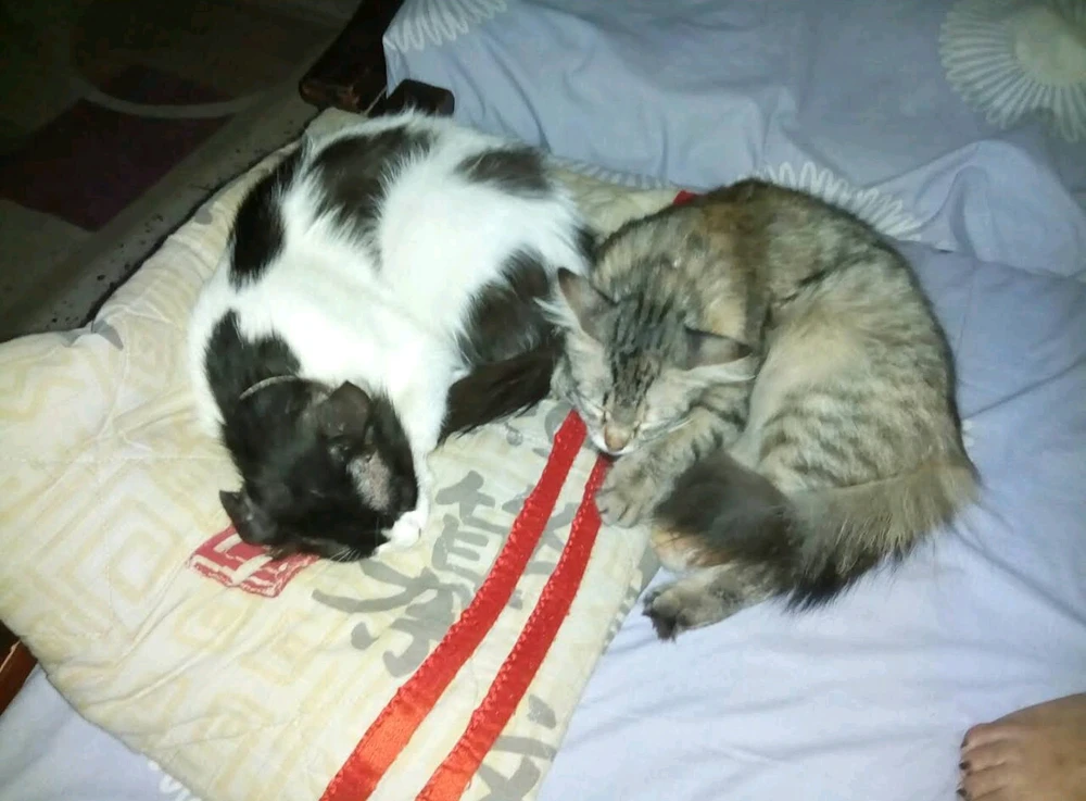 GIF uploaded by M Sameer Sherwani