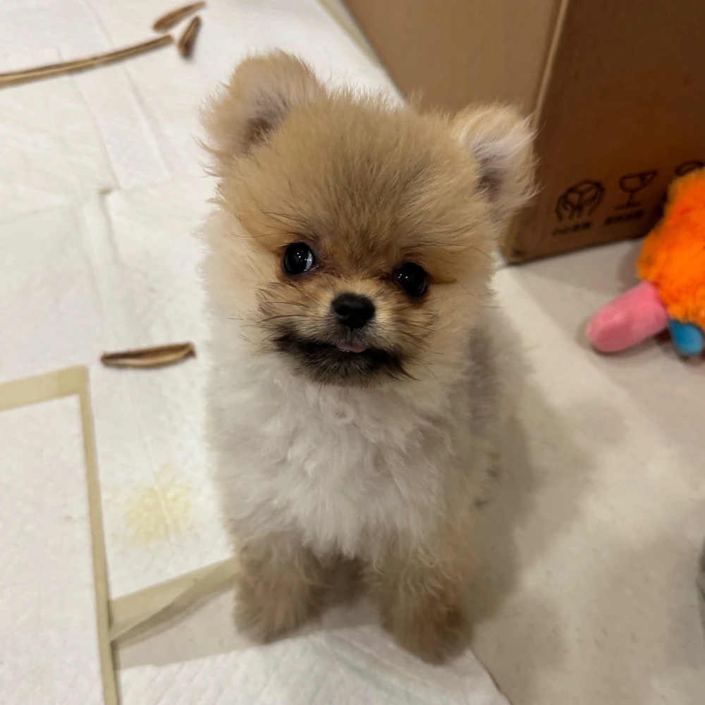frank 上傳的 GIF