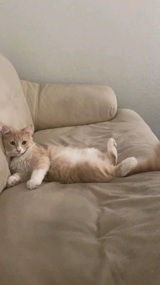 GIF uploaded by niya