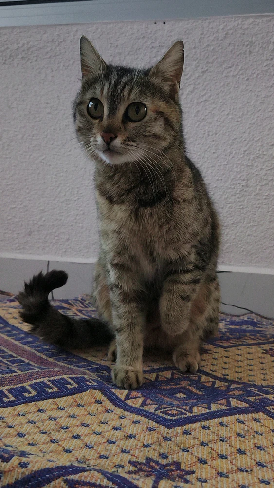 Haso tarafından yüklenen GIF