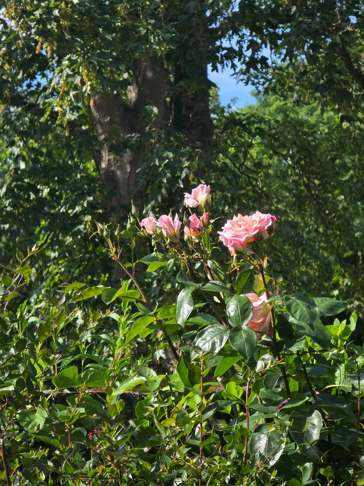 Image uploaded by A༗🂡🃏⏳