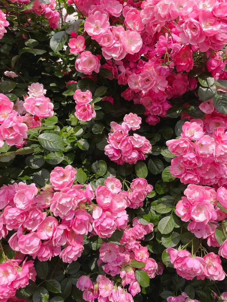 Image uploaded by Kunu