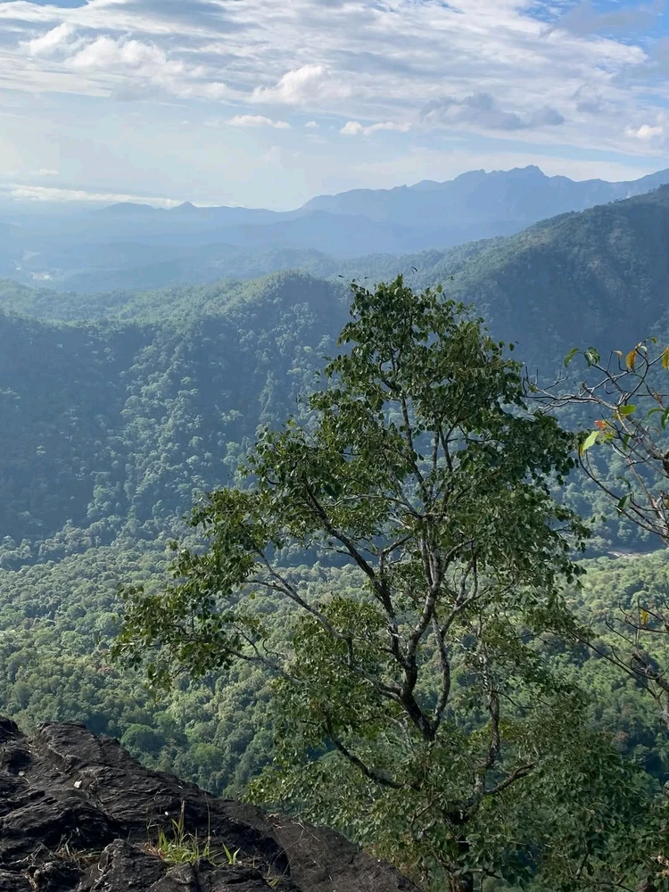 Sitting above a sea of green, listening to the silence that only the mountains can offer. 🌿⛰️
