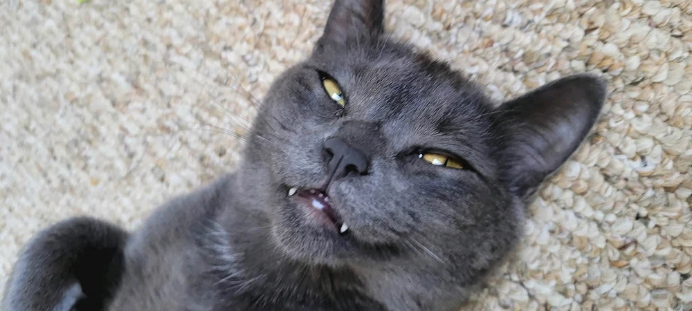 GIF uploaded by Hailey