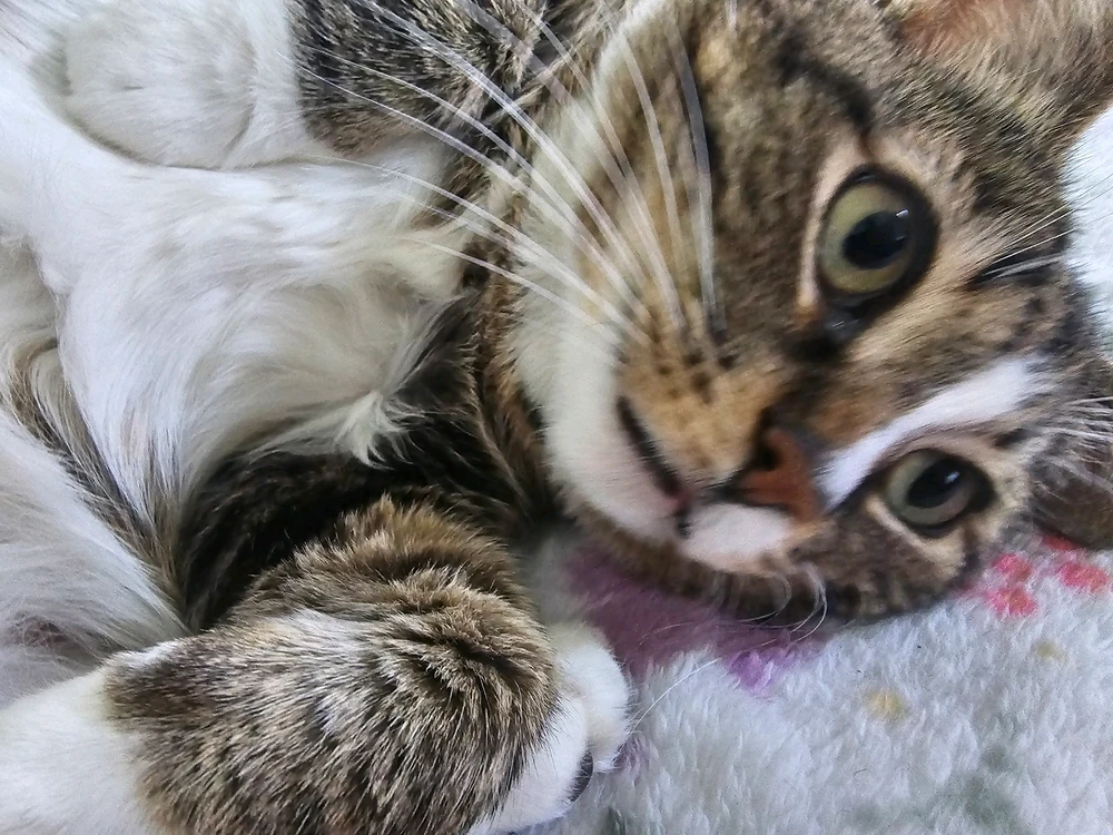 GIF uploaded by Spencer