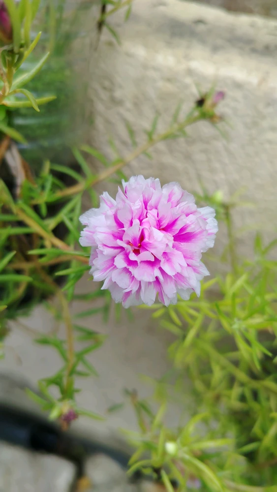 GIF uploaded by Rody
