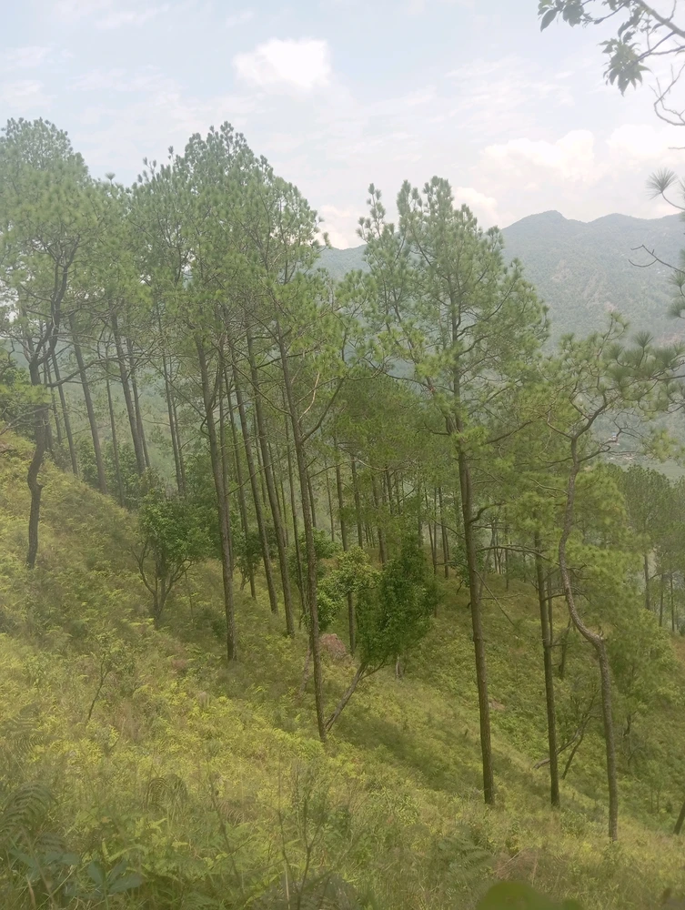 Image uploaded by SURESH KUMAR BHATTARAI