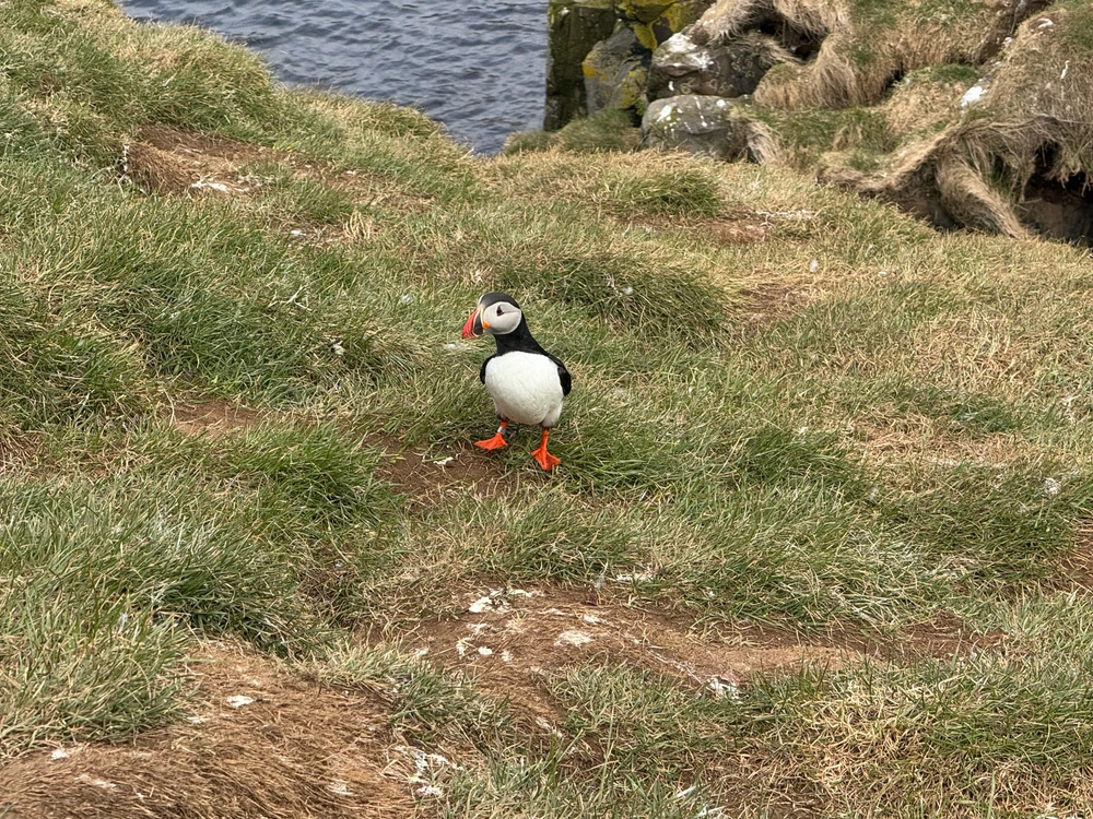 Puffin with a marker on his leg. Not sure what the marker is for though. Biology stuff maybe?