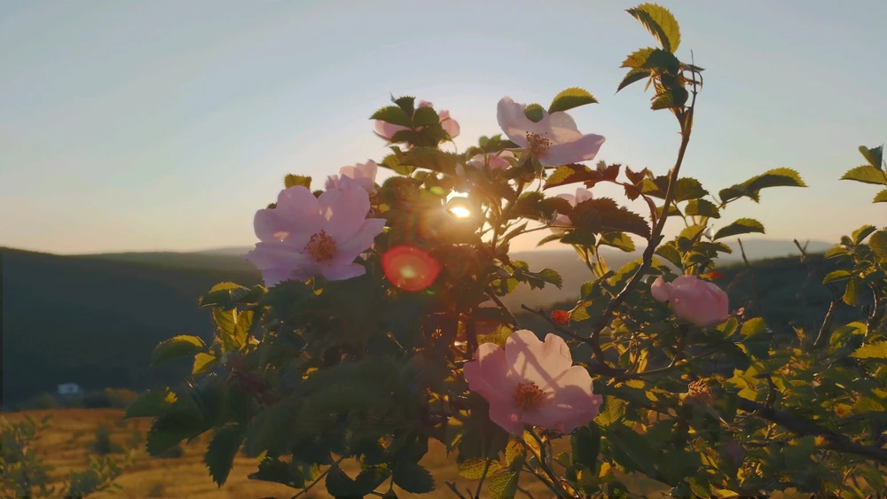 Image uploaded by Kas