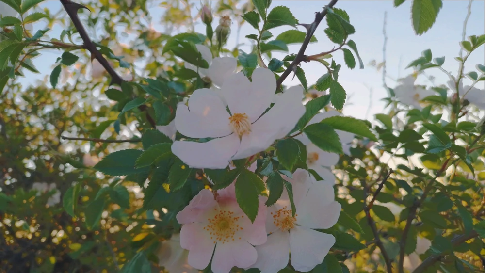 Image uploaded by Kas